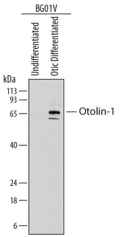 Invitrogen OTOL1 Monoclonal Antibody (839418) 100 &mu;g; Unconjugated:Antibodies,