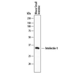 Invitrogen ITLN1 Monoclonal Antibody (746420) 100 &mu;g; Unconjugated:Antibodies,