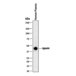 Invitrogen Apolipoprotein A4 Monoclonal Antibody (988829) 100 &mu;g; Unconjugated:Antibodies,
