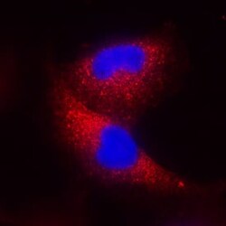 Invitrogen IFN beta Monoclonal Antibody (937912) 100 &mu;g; Unconjugated:Antibodies,