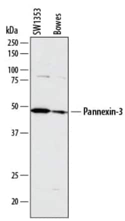 Invitrogen Pannexin 3 Monoclonal Antibody (788905) 100 &mu;g; Unconjugated:Antibodies,