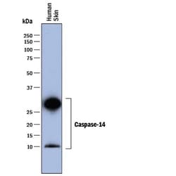 Invitrogen Caspase 14 Monoclonal Antibody (868715) 100 &mu;g; Unconjugated:Antibodies,