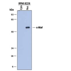Invitrogen c-MAF Monoclonal Antibody (883926) 100 &mu;g; Unconjugated:Antibodies,