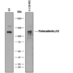 Invitrogen PCDHGC3 Monoclonal Antibody (926525) 100 &mu;g | Buy Online | Invitrogen&trade; | Fisher Scientific
