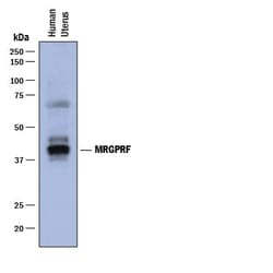 Invitrogen MRGPRF Monoclonal Antibody (916219) 100 &mu;g; Unconjugated:Antibodies,
