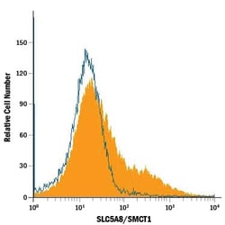 Invitrogen SLC5A8 Monoclonal Antibody (903502) 100 &mu;g; Unconjugated:Antibodies,