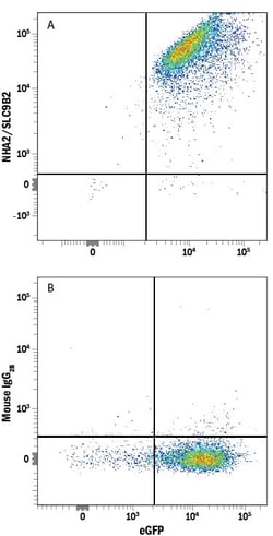 Invitrogen NHEDC2 Monoclonal Antibody (896151) 100 &mu;g; Unconjugated:Antibodies,