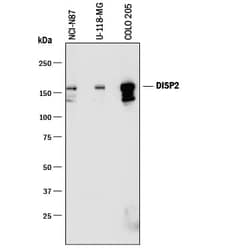 Invitrogen DISP2 Monoclonal Antibody (758204) 100 &mu;g; Unconjugated:Antibodies,