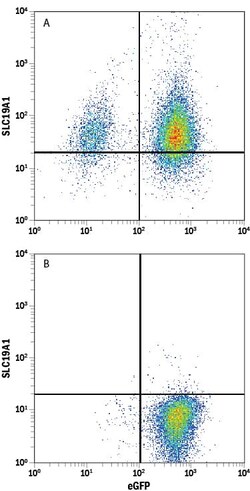 Invitrogen SLC19A1 Monoclonal Antibody (890513) 100 &mu;g; Unconjugated:Antibodies,