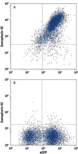 Invitrogen SEMA4C Monoclonal Antibody (663203) 100 &mu;g; Unconjugated:Antibodies,