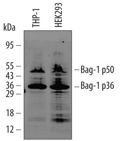 Invitrogen BAG1 Monoclonal Antibody (GP3.10G3E2) 100 &mu;g; Unconjugated:Antibodies,