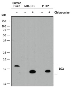 Invitrogen LC3A Monoclonal Antibody (877005) 100 &mu;g; Unconjugated:Antibodies,