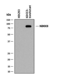 Invitrogen PUNC Monoclonal Antibody (920038) 100 &mu;g; Unconjugated:Antikörper