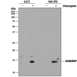 Invitrogen GABARAP Monoclonal Antibody (853641) 100 &mu;g; Unconjugated:Antibodies,