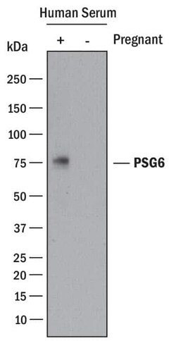 Invitrogen PSG6 Monoclonal Antibody (935926) 100 &mu;g; Unconjugated:Antibodies,