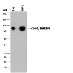 Invitrogen SH3KBP1 Monoclonal Antibody (931308) 100 &mu;g; Unconjugated:Antibodies,
