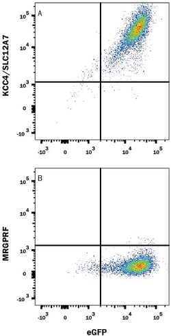 Invitrogen KCC4 Monoclonal Antibody (891526) 100 &mu;g; Unconjugated:Antibodies,