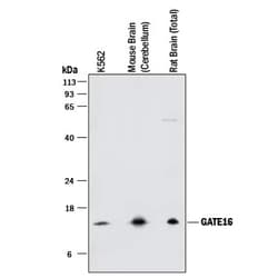 Invitrogen GABARAPL2 Monoclonal Antibody (853746) 100 &mu;g; Unconjugated:Antibodies,