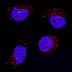 Invitrogen IFN epsilon Monoclonal Antibody (995728) 100 &mu;g; Unconjugated:Antikörper