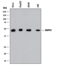 Invitrogen SERPINH1 Monoclonal Antibody (950828) 100 &mu;g; Unconjugated:Antibodies,