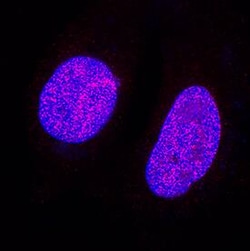 Invitrogen ATAD2 Monoclonal Antibody (952947) 100 &mu;g; Unconjugated:Antibodies,