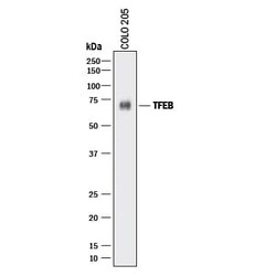 Invitrogen TFEB Monoclonal Antibody (954617) 100 &mu;g; Unconjugated:Antibodies,