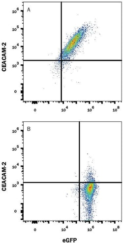 Invitrogen CEACAM2 Monoclonal Antibody (935610) 100 &mu;g; Unconjugated:Antibodies,