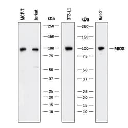 Invitrogen MIOS Monoclonal Antibody (955413) 100 &mu;g; Unconjugated:Antibodies,
