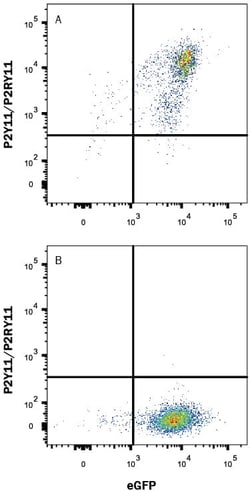 Invitrogen P2Y11 Monoclonal Antibody (505214) 100 &mu;g; Unconjugated:Antibodies,