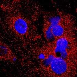 Invitrogen ORM2 Monoclonal Antibody (959445) 100 &mu;g; Unconjugated:Antibodies,