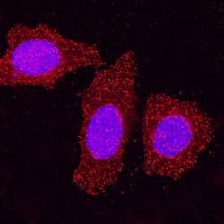 Invitrogen HIPK2 Monoclonal Antibody (493918) 100 &mu;g; Unconjugated:Antibodies,