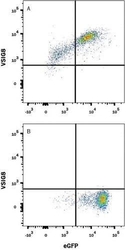 Invitrogen VSIG8 Monoclonal Antibody (961823) 100 &mu;g; Unconjugated:Antikörper