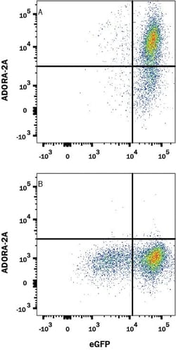 Invitrogen ADORA2A/ADORA2B Monoclonal Antibody (599743) 100 &mu;g; Unconjugated:Antibodies,