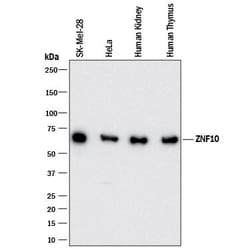 Invitrogen ZNF10 Monoclonal Antibody (980809) 100 &mu;g; Unconjugated:Antikörper