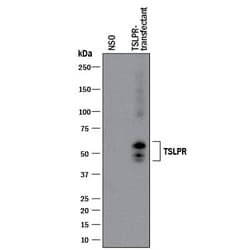 Invitrogen TSLP Receptor Monoclonal Antibody (179134) 100 &mu;g; Unconjugated:Antibodies,