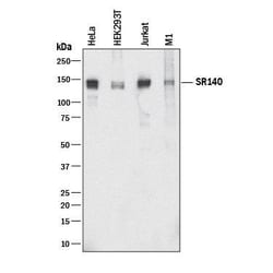 Invitrogen SR140 Monoclonal Antibody (983615) 100 &mu;g; Unconjugated:Antikörper