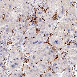 Invitrogen CETP Monoclonal Antibody (995234) 100 &mu;g; Unconjugated:Antibodies,