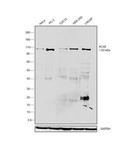 PCAF Monoclonal Antibody (E.107.0):Antibodies, Monoclonal
