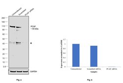 PCAF Monoclonal Antibody (E.107.0):Antibodies, Monoclonal