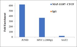 Invitrogen CTCF Monoclonal Antibody (G.758.4) 100 &mu;L; Unconjugated:Antibodies,