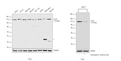 Invitrogen CTCF Monoclonal Antibody (G.758.4) 100 &mu;L; Unconjugated:Antibodies,