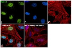 Invitrogen SUZ12 Monoclonal Antibody (K.6.9) 100 &mu;L; Unconjugated:Antikörper