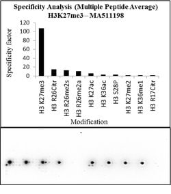 Invitrogen H3K27me3 Monoclonal Antibody (G.299.10), ChIP-Verified 100 &mu;L | Buy Online | Invitrogen&trade; | Fisher Scientific
