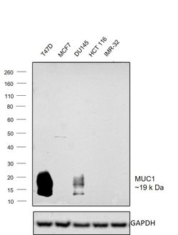 Invitrogen MUC1 Monoclonal Antibody (MH1 (CT2)) 500 &mu;L; Unconjugated:Antibodies,
