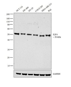 E2F4 Monoclonal Antibody (4E2F04 (WUF10)), Invitrogen 500 &mu;L; Unconjugated:Antibodies,