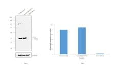 E2F4 Monoclonal Antibody (4E2F04 (WUF10)), Invitrogen 500 &mu;L; Unconjugated:Antibodies,