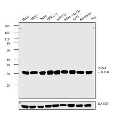 Invitrogen PCNA Monoclonal Antibody (PC10), Biotin 500 &mu;L; Biotin:Antibodies,