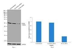 Invitrogen PCNA Monoclonal Antibody (PC10) 500 &mu;L; Unconjugated:Antibodies,