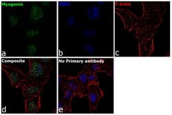 Invitrogen Myogenin Monoclonal Antibody (F5D) 500 &mu;L; Unconjugated:Antibodies,