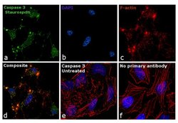 Caspase 3 Monoclonal Antibody (3CSP03 (4.1.18)), Invitrogen 500 &mu;L;